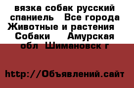 вязка собак русский спаниель - Все города Животные и растения » Собаки   . Амурская обл.,Шимановск г.
